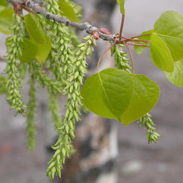 Quaking Aspen Tree Seeds Up to 50% Off