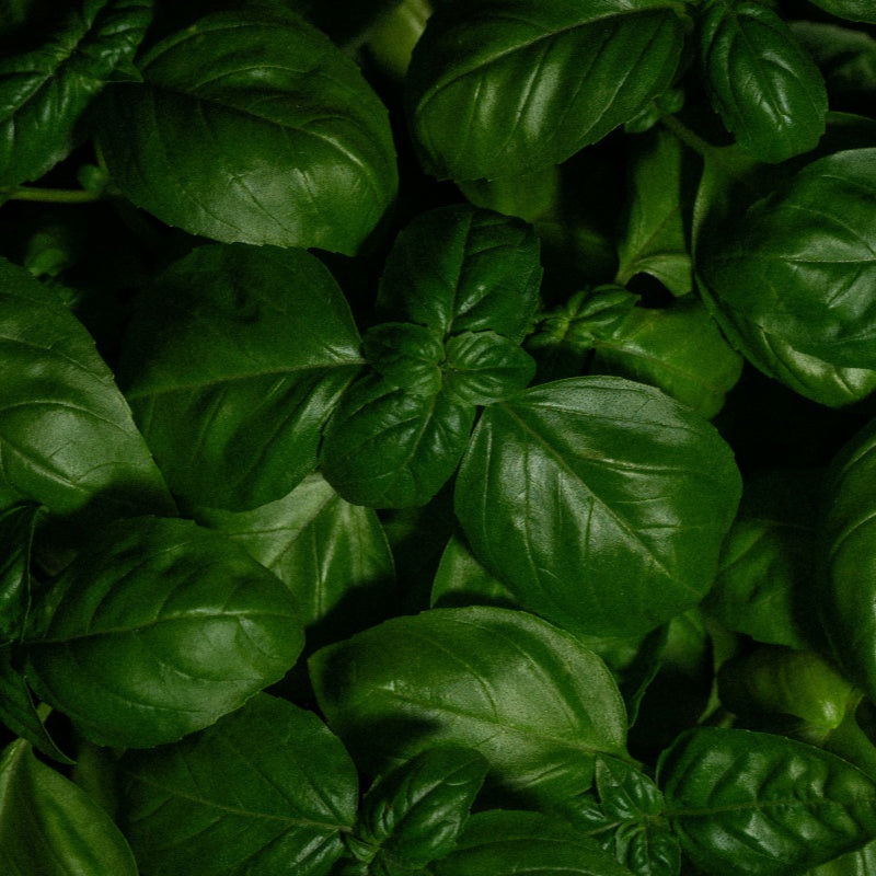 Sweet Basil Seeds up to 50%