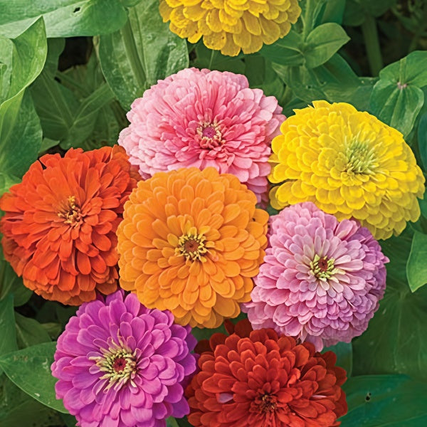 Zinnia Seeds up to 50%
