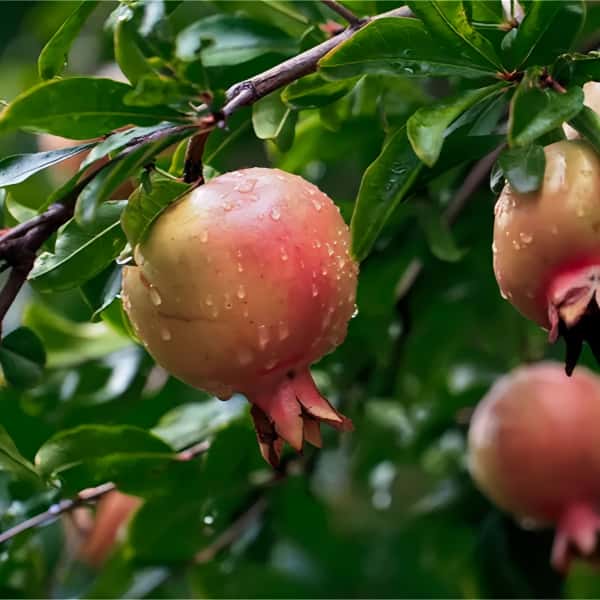 Pomegranate Tree Seeds up to 50%