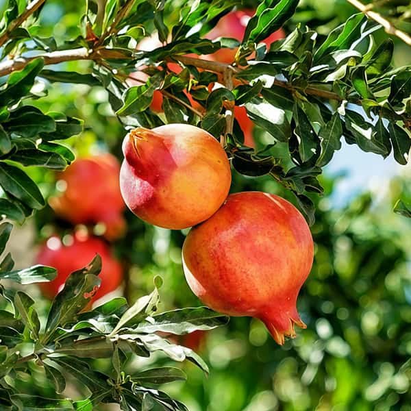 Pomegranate Tree Seeds up to 50%