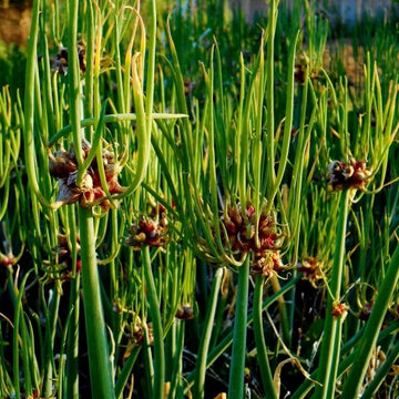 Garlic Bulbs for Planting
