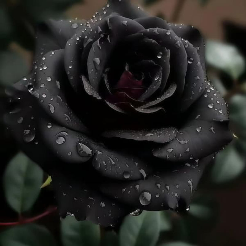 Black rose up to 50%