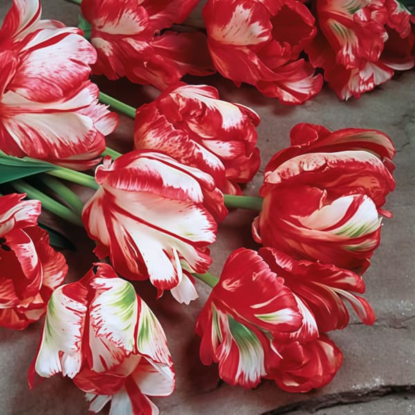 Tulip Seeds up to 50%