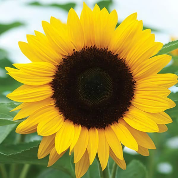 Sunflower Seeds up to 50%
