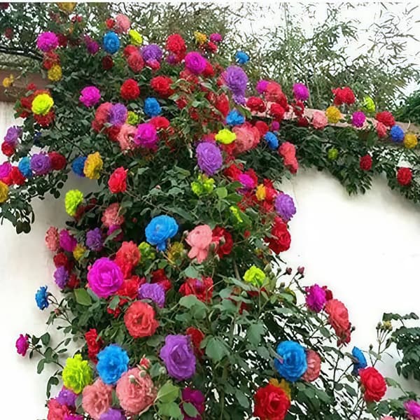 Climbing Rose Seeds up to 50%