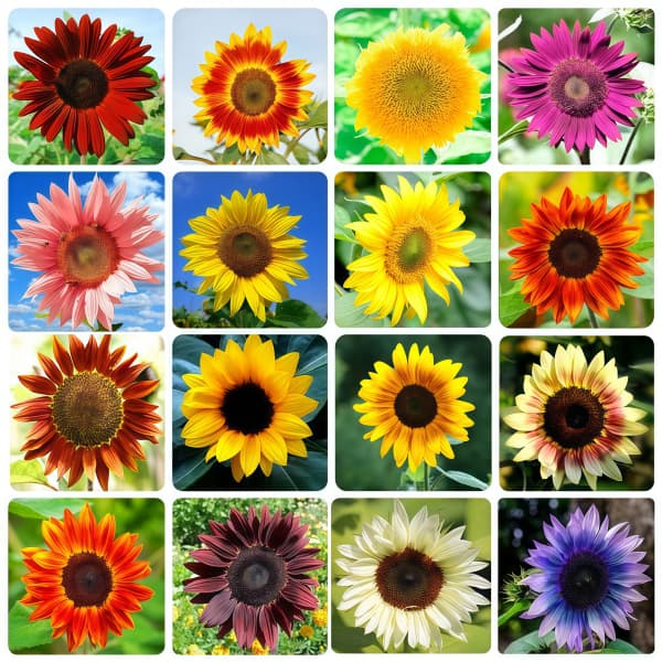 Sunflower Seeds up to 50%
