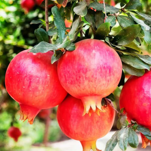 Pomegranate Tree Seeds up to 50%