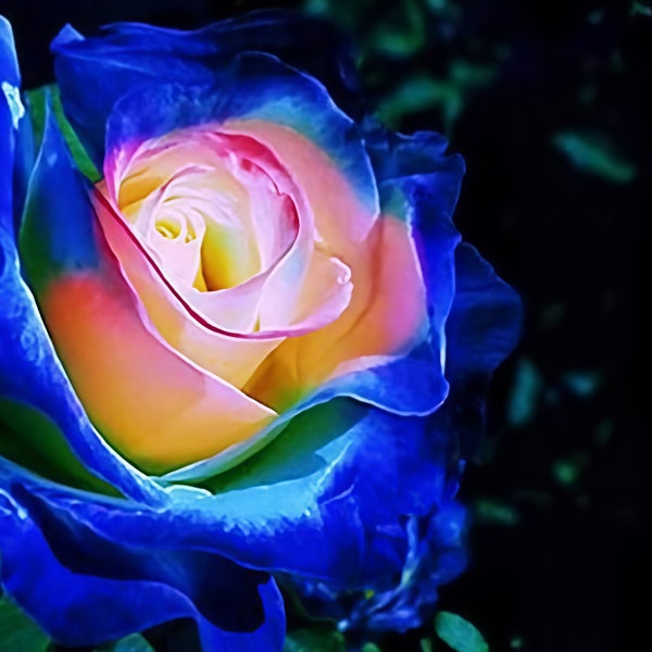 Rainbow Rose Seeds up to 50%