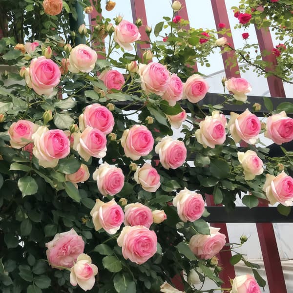 Climbing Rose Seeds up to 50%