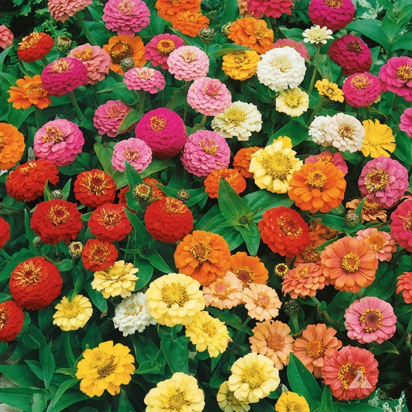 Zinnia Seeds up to 50%
