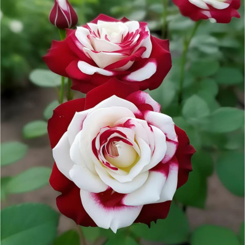Multicolor roses up to 50%
