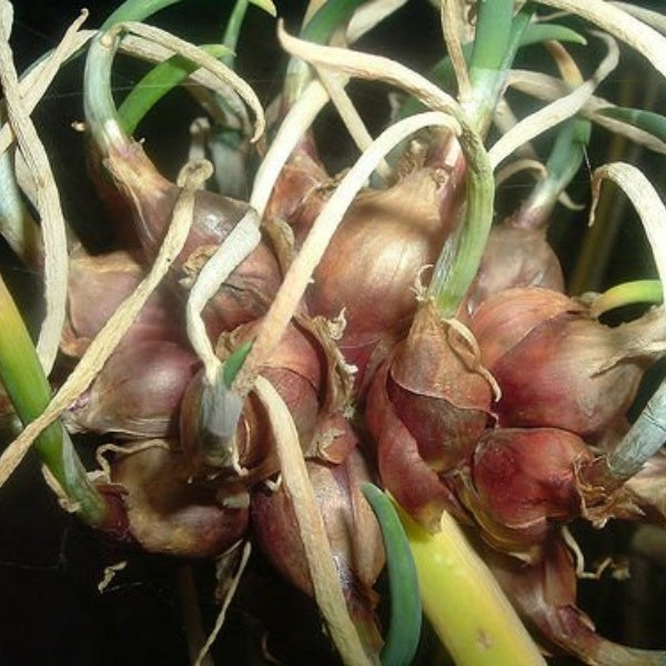 Garlic seeds up to 50%