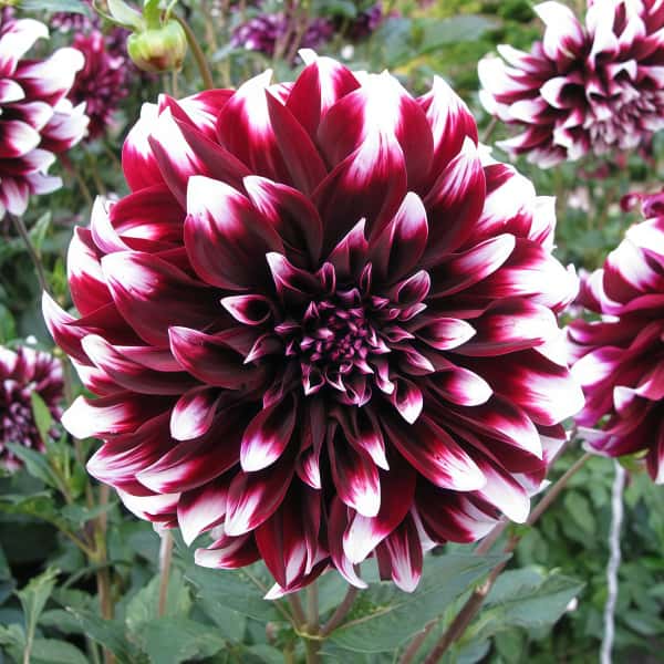 Dahlia Seeds up to 50%