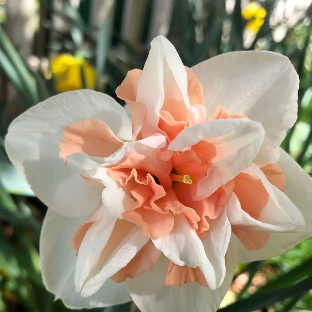 Narcissus mixed color seeds up to 50%
