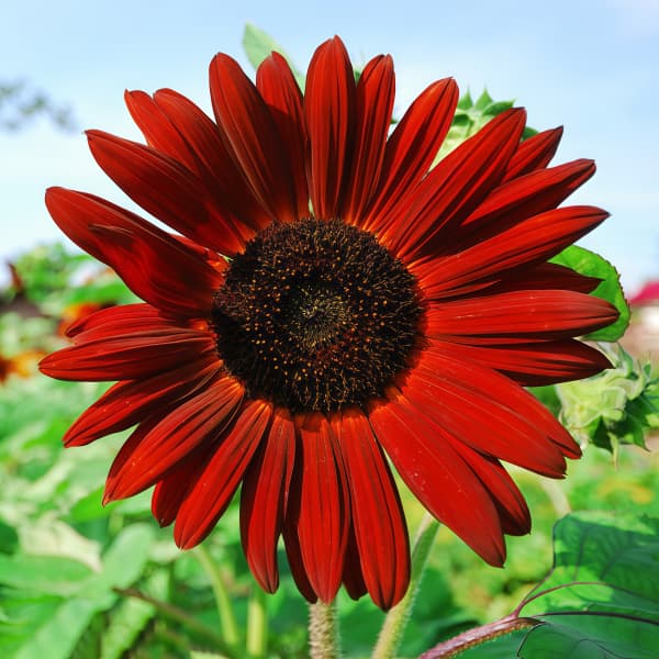 Sunflower Seeds up to 50%