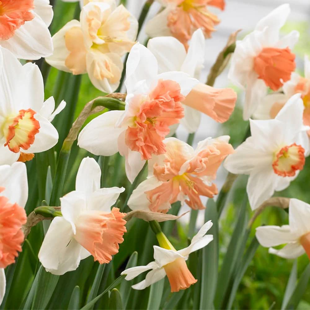 Narcissus mixed color seeds up to 50%