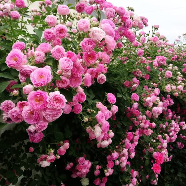 Climbing Rose Seeds up to 50%