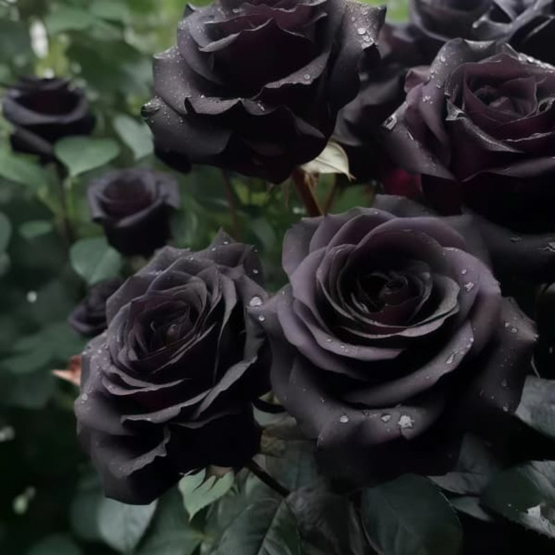Black rose up to 50%