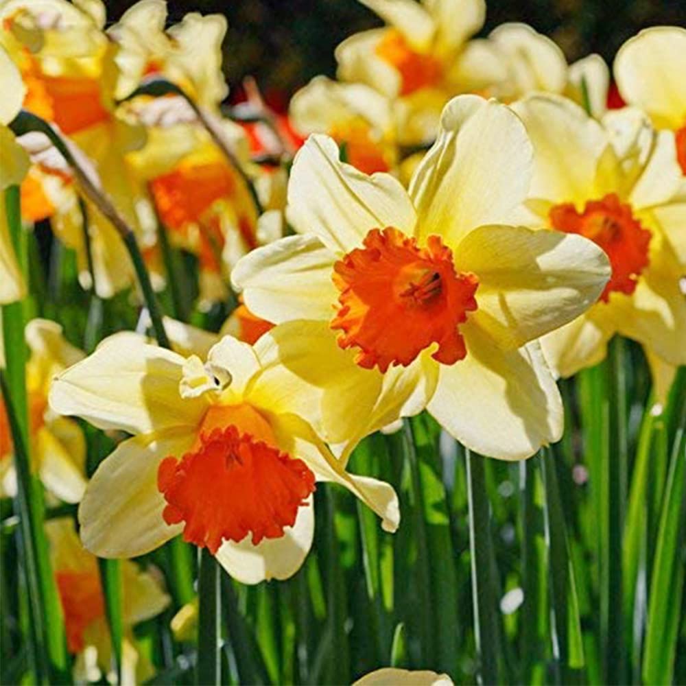 Narcissus mixed color seeds up to 50%