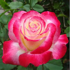 Double Delight Rose Seeds up to 50%