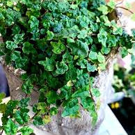 Boswellia Sacra Plant Seeds up to 50%