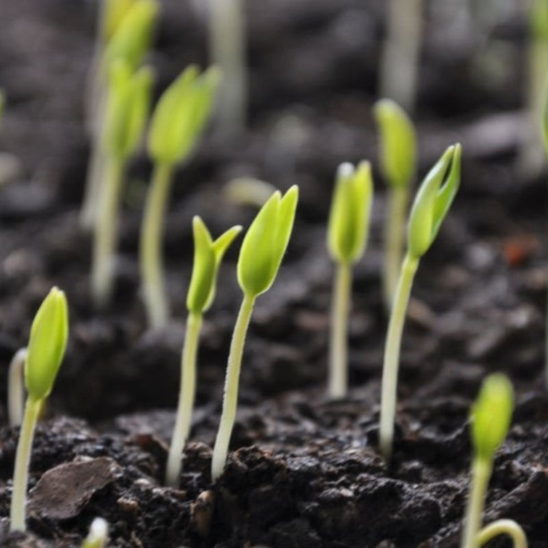 Gypsophila Seeds up to 50%