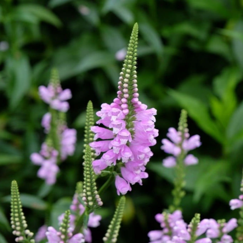 Physostegia virginiana up to 50%