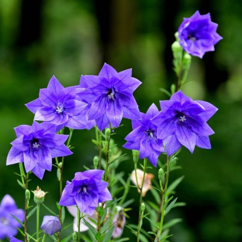 Balloon Flower Seeds up to 50%