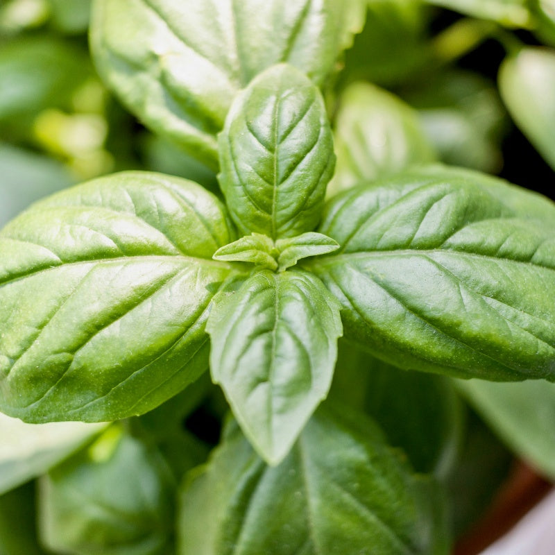 Sweet Basil Seeds up to 50%