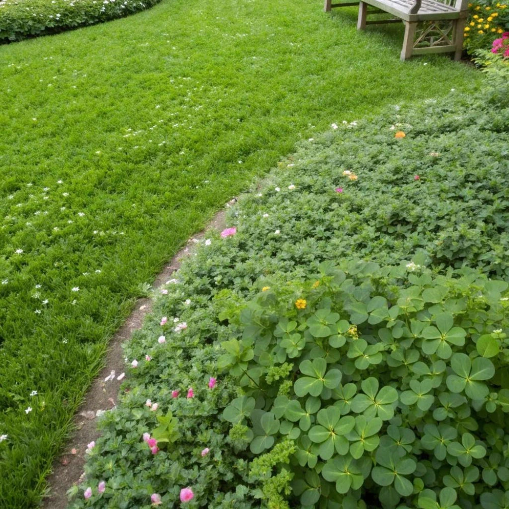 Clover Seeds - Larger Packet High Germination 5000-25000 Onsaleseeds