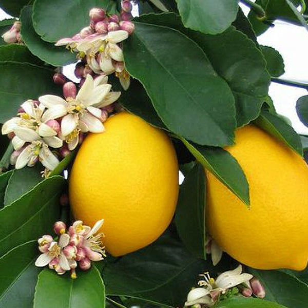 Eureka Lemon Tree Seeds up to 50%