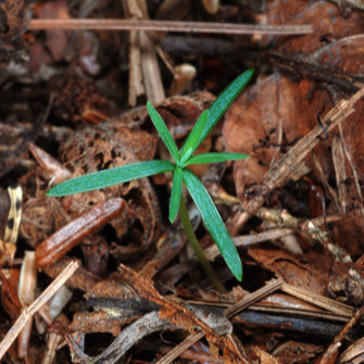 Eastern Hemlock Tree Seeds up to 50%