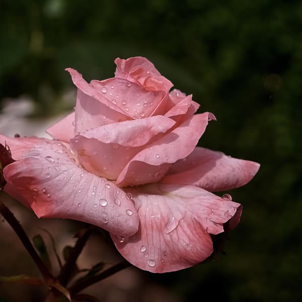 Pink Rose Seeds up to 50%