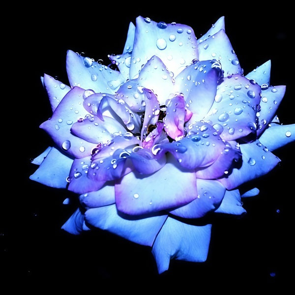 Rainbow Rose Seeds up to 50%