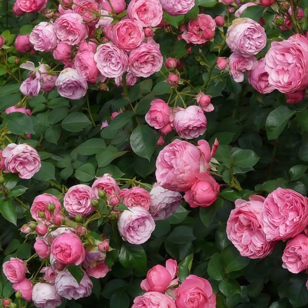 Climbing Rose Seeds up to 50%
