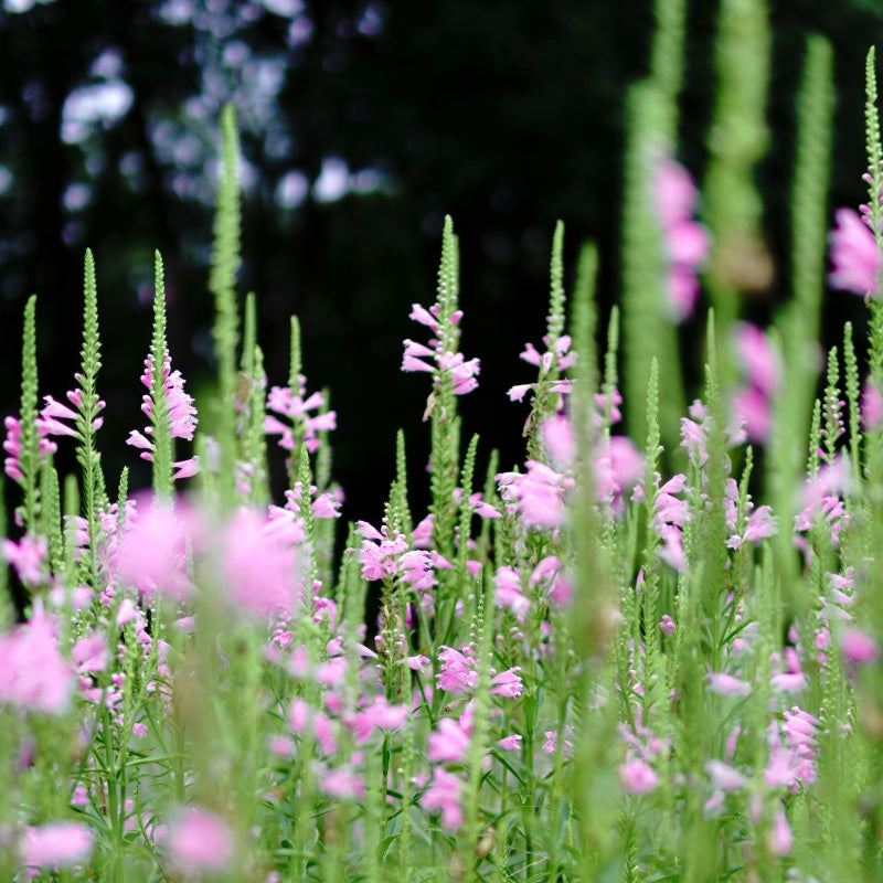 Physostegia virginiana up to 50%
