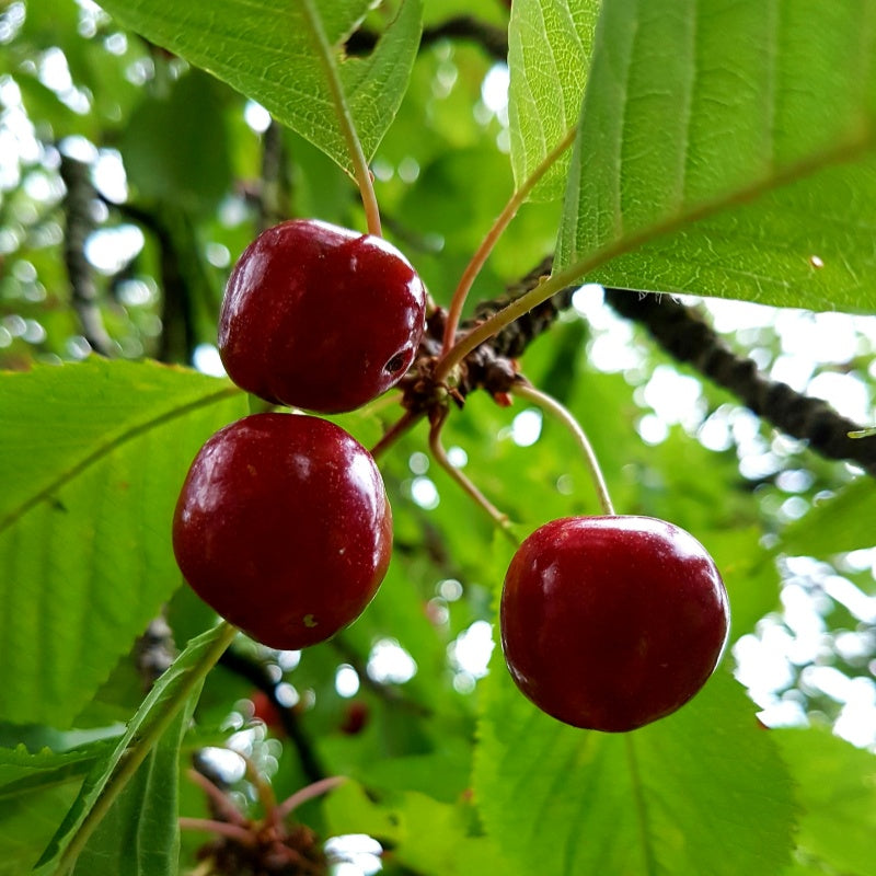 Cherry Seeds up to 50%