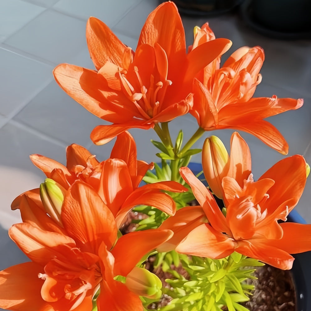 Perfume Lily Orange Bulbs up to 50%