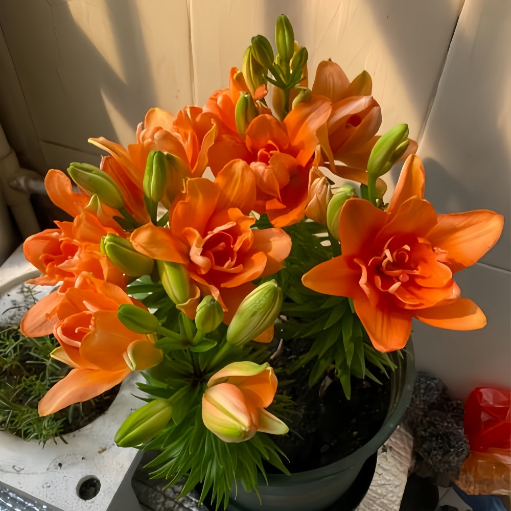 Perfume Lily Orange Bulbs up to 50%