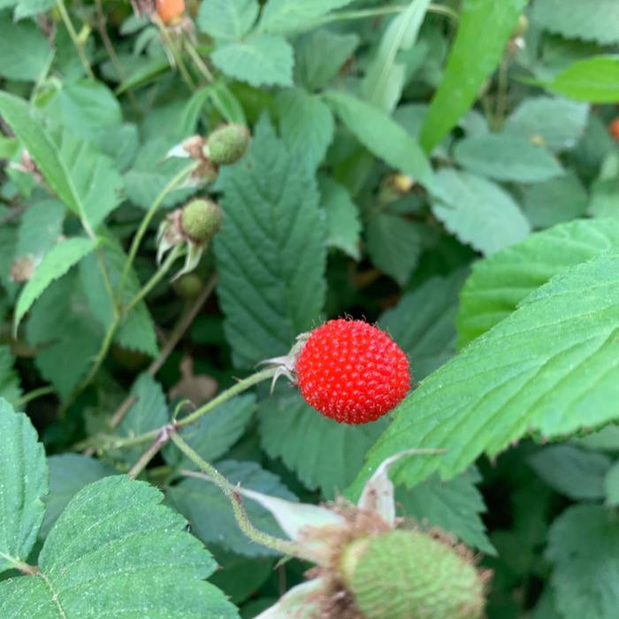 Thimbleberry Fruit Seeds up to 50%