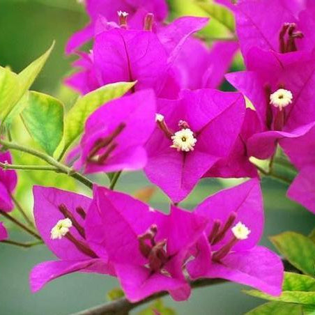 Yellow Bougainvillea Flower Seeds up to 50%