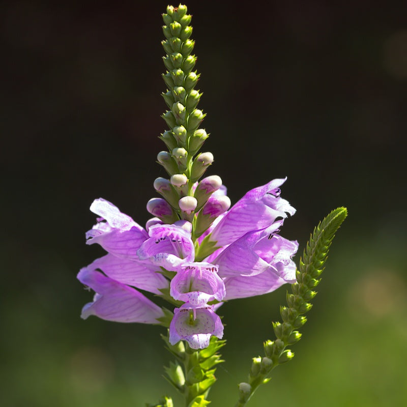 Physostegia virginiana up to 50%