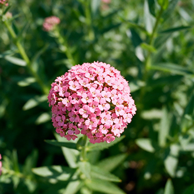 Sweet Alyssum Seeds - Pink Larger Packet High Germination 4000-20000 Onsaleseeds