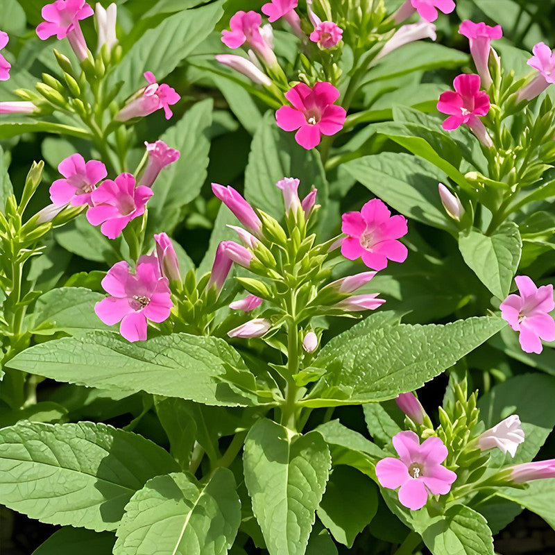 Flowering Tobacco Seeds - Mix Larger Packet High Germination 8000-800000 Onsaleseeds