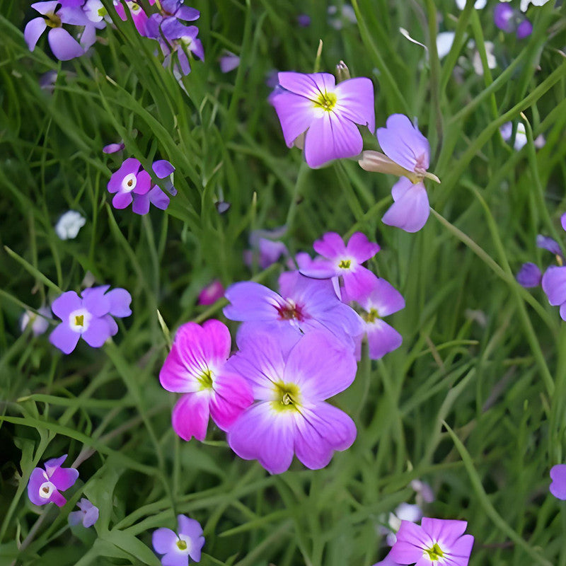 Malcolmia Africana Mix Seeds up to 50% Large Pack · 1600-5000 Seeds
