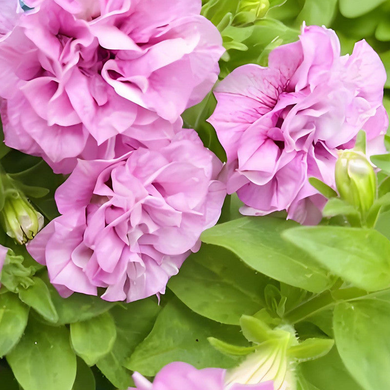 Petunia Hybrida Seeds - Pink Larger Packet High Germination 360-1800 Onsaleseeds