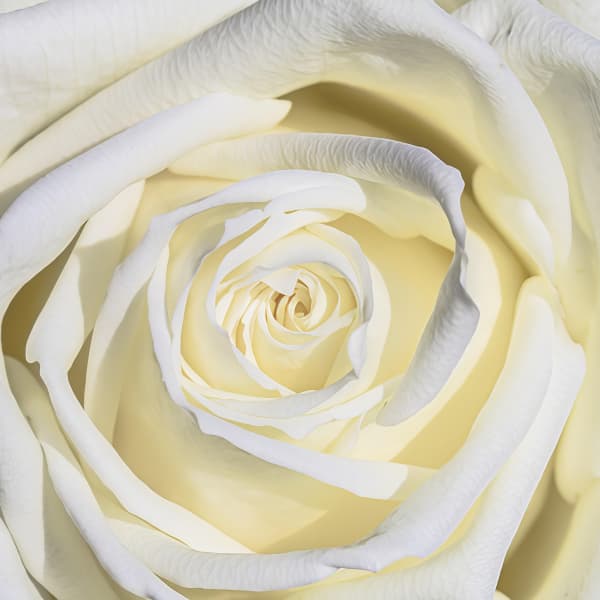 White Roses up to 50%