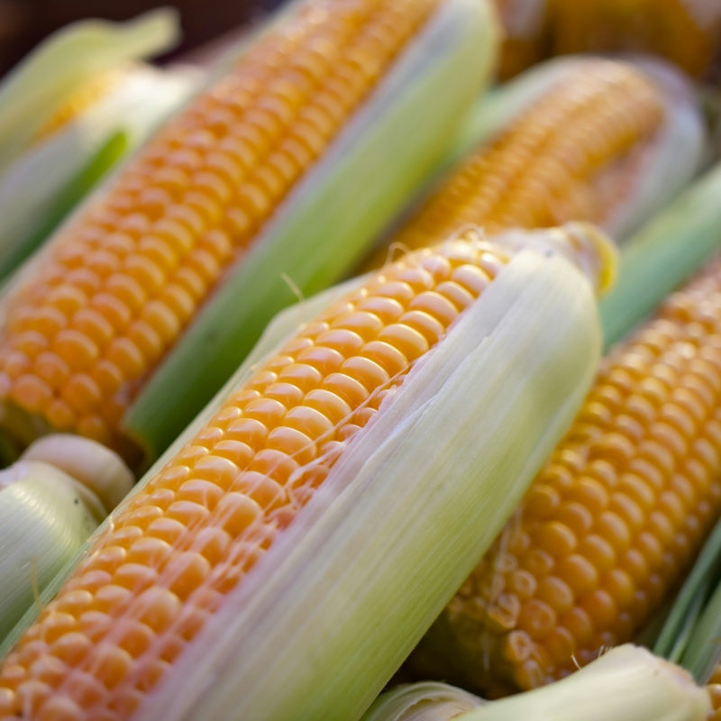 Corn Seeds up to 50%