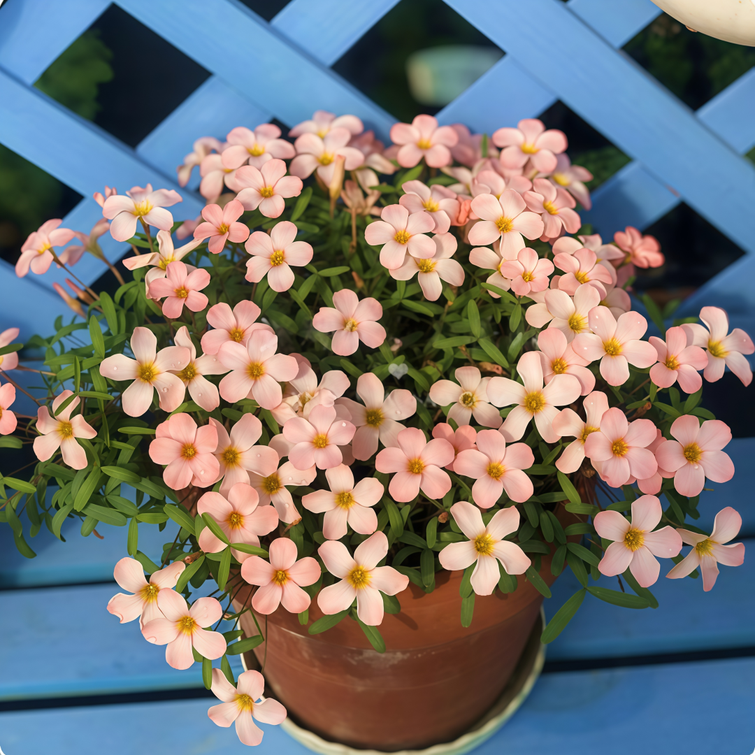 🌿 How to Grow Oxalis on Your Balcony — 3 Easy Tricks for Winter Blooms, Big Flowers &amp; Stunning Color